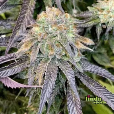 Mimosa X Orange Punch