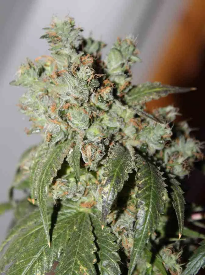 Cataract Kush 3