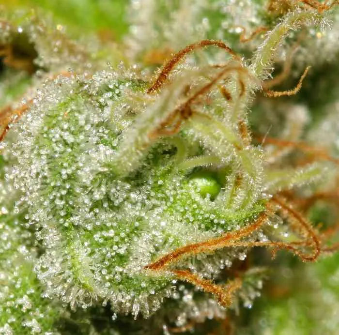 White Berry 3