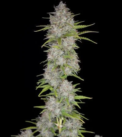 Orange Sherbet 3