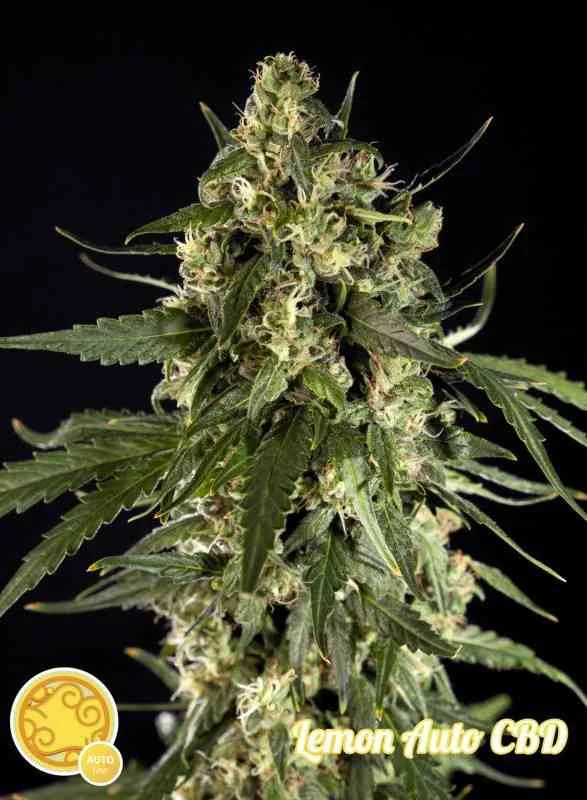 Lemon Cbd 2