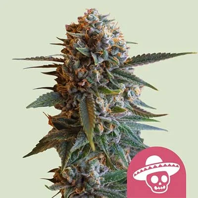 Mexican Rush 3