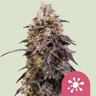 Sticky Queen 3