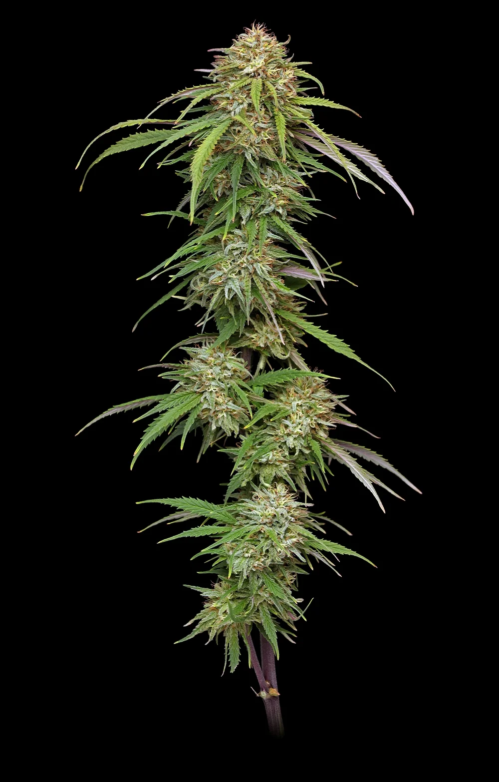 Ed Rosenthal S Super High Life 2