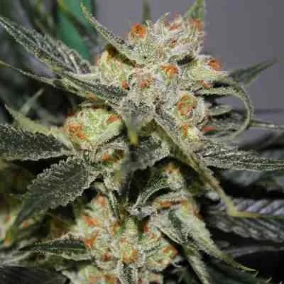Strawberry Shortcake 2