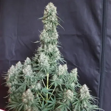 Blueberry Dutch Passion Com 4