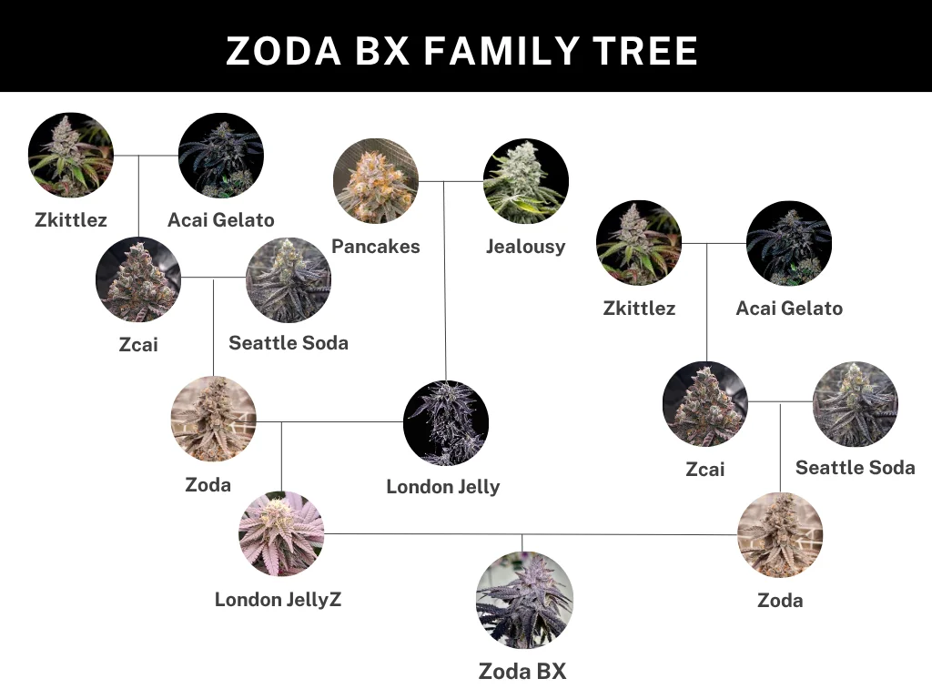 Zoda Bx1 2