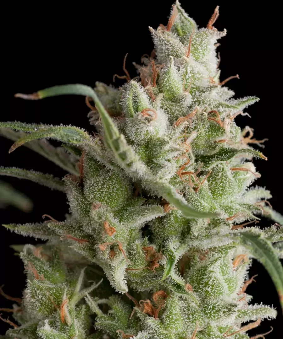 Super Og Kush