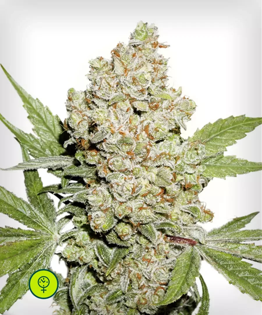 Lemon Kix 4