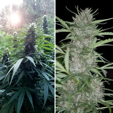 Shaman Dutch Passion Fot Com 3