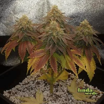 Sweet Cherry Pie 2