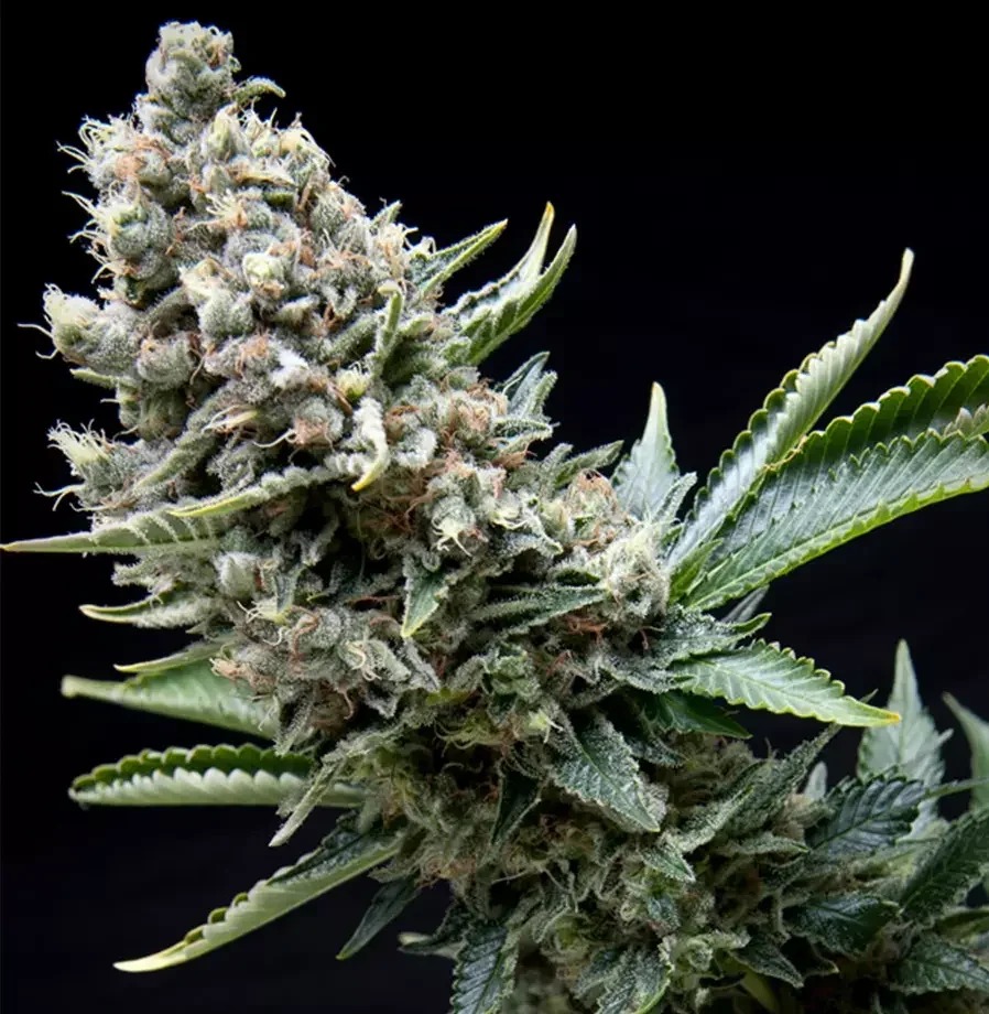 Black Cherry Punch 5