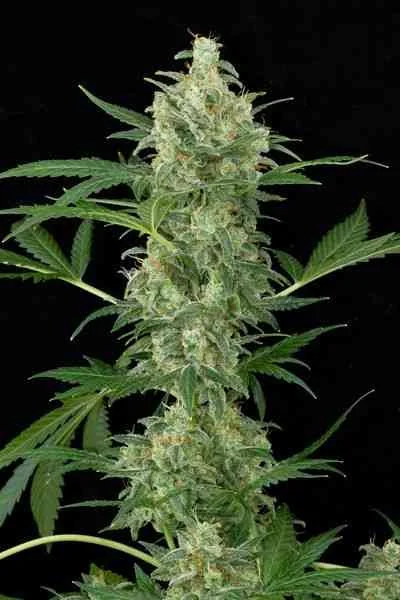Cheese 5