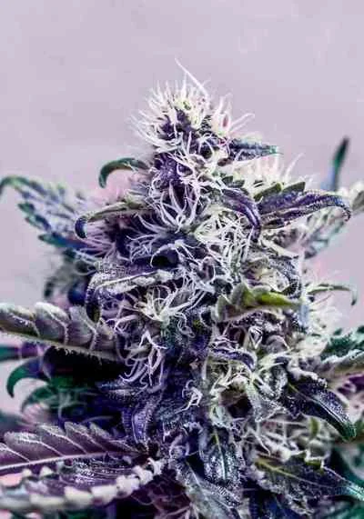 Kush Express