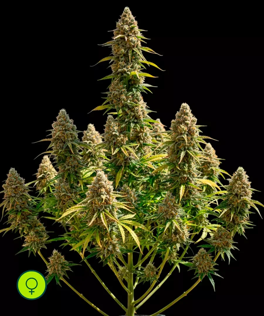 Colombian Gold