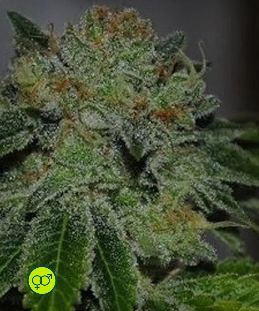Brotherhood Og