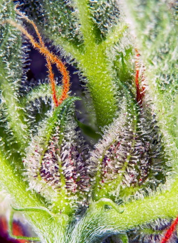 Cream Mandarine Xl