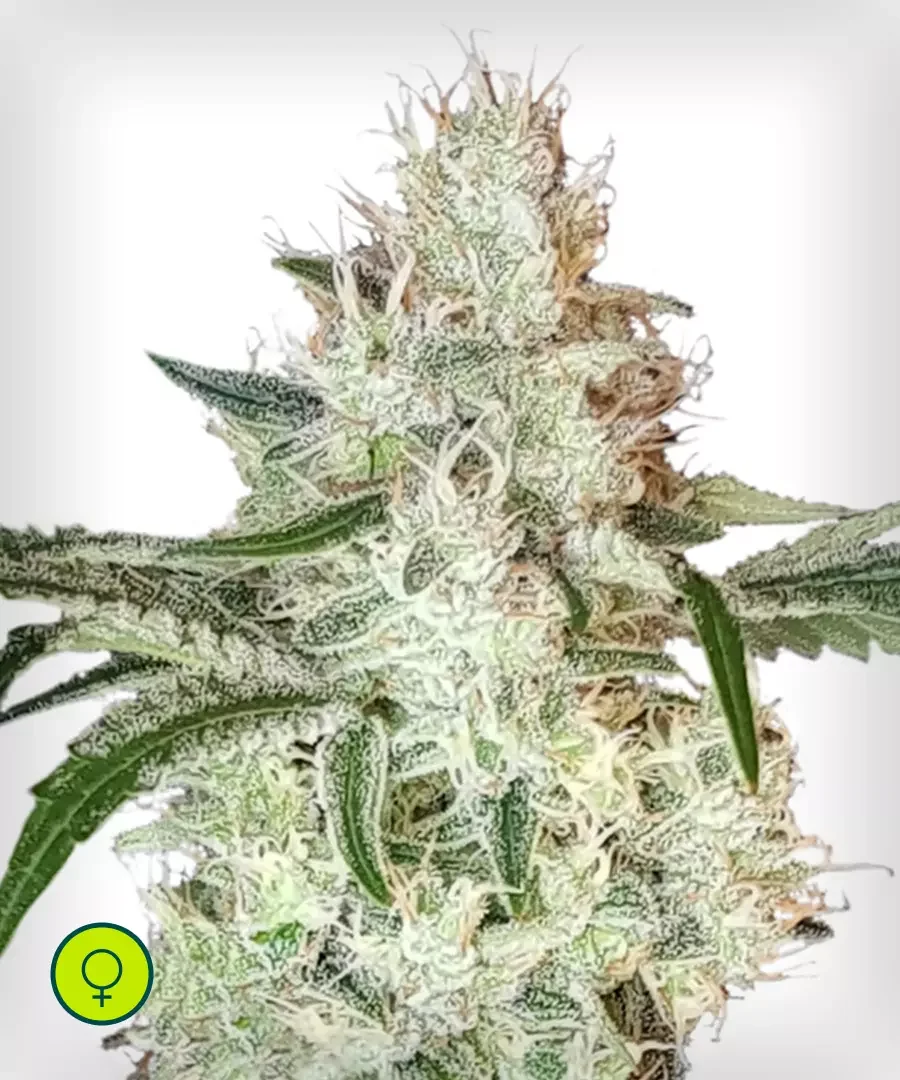 Lemon Og Kush