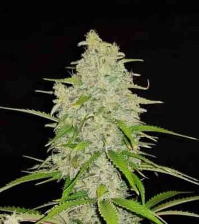 Hulkberry 2