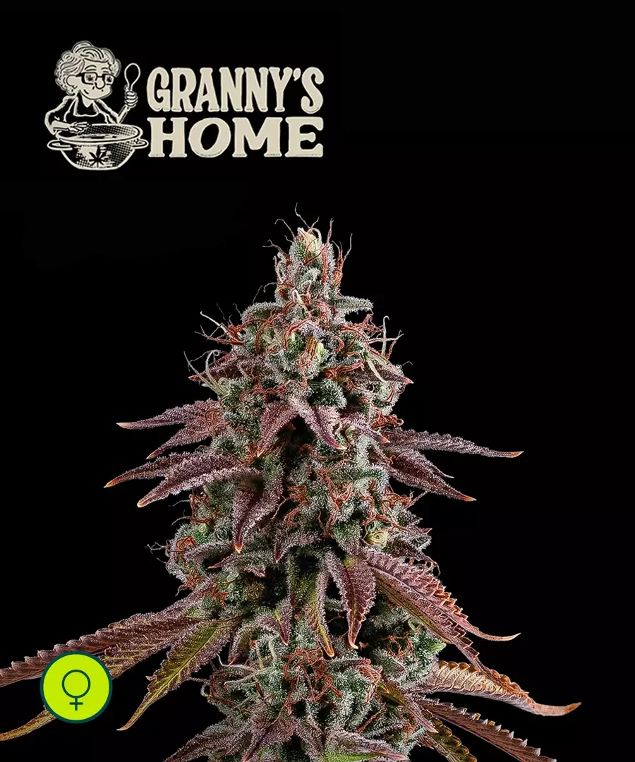 Granny S Home 3