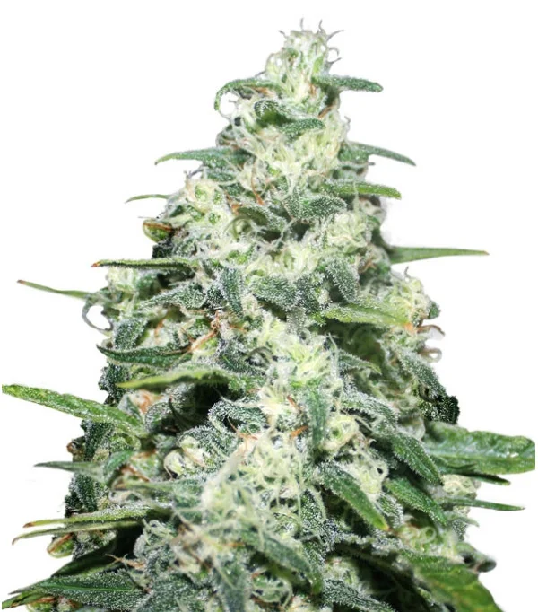 Amnesia H Pro Latitudsurseeds