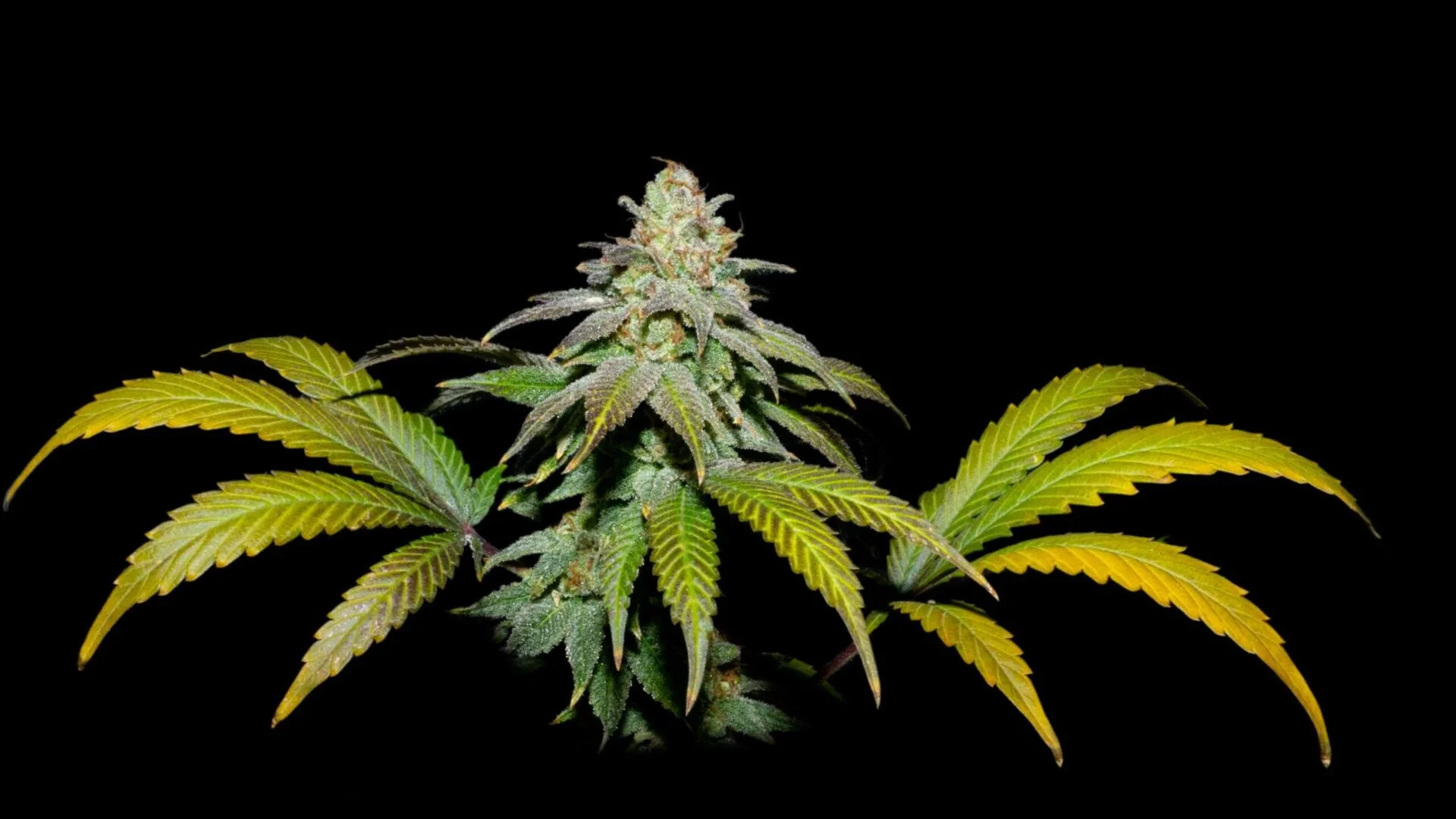 Guava X Fruity Pebbles Og