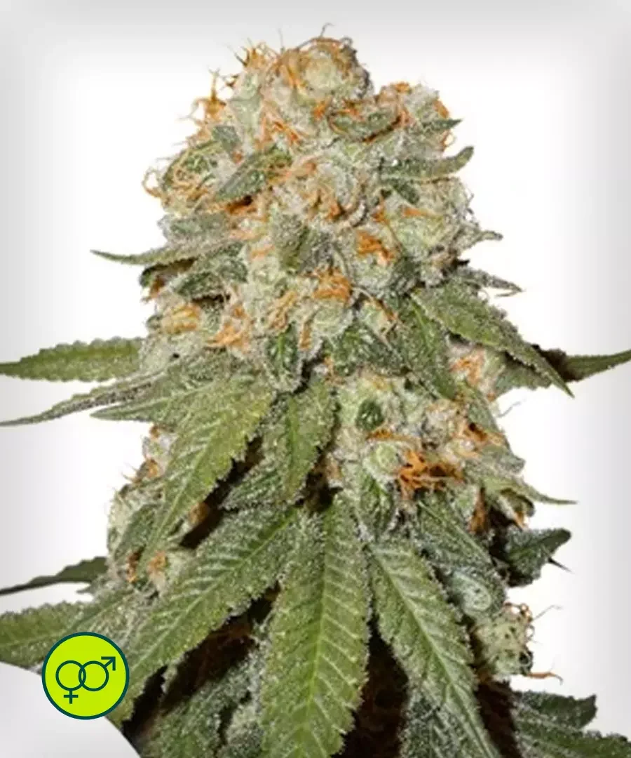 Orange Bud