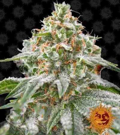 Pink Kush