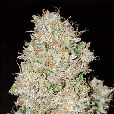 Pink Fritter