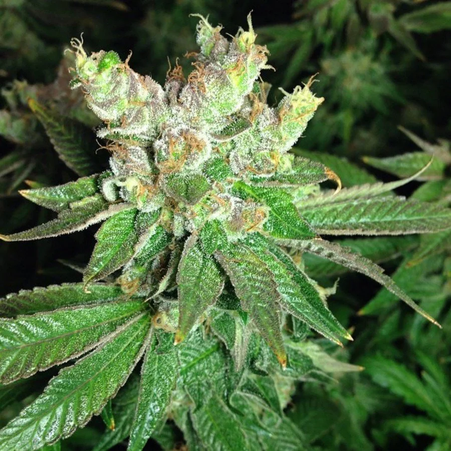 Cookies Stoner 2
