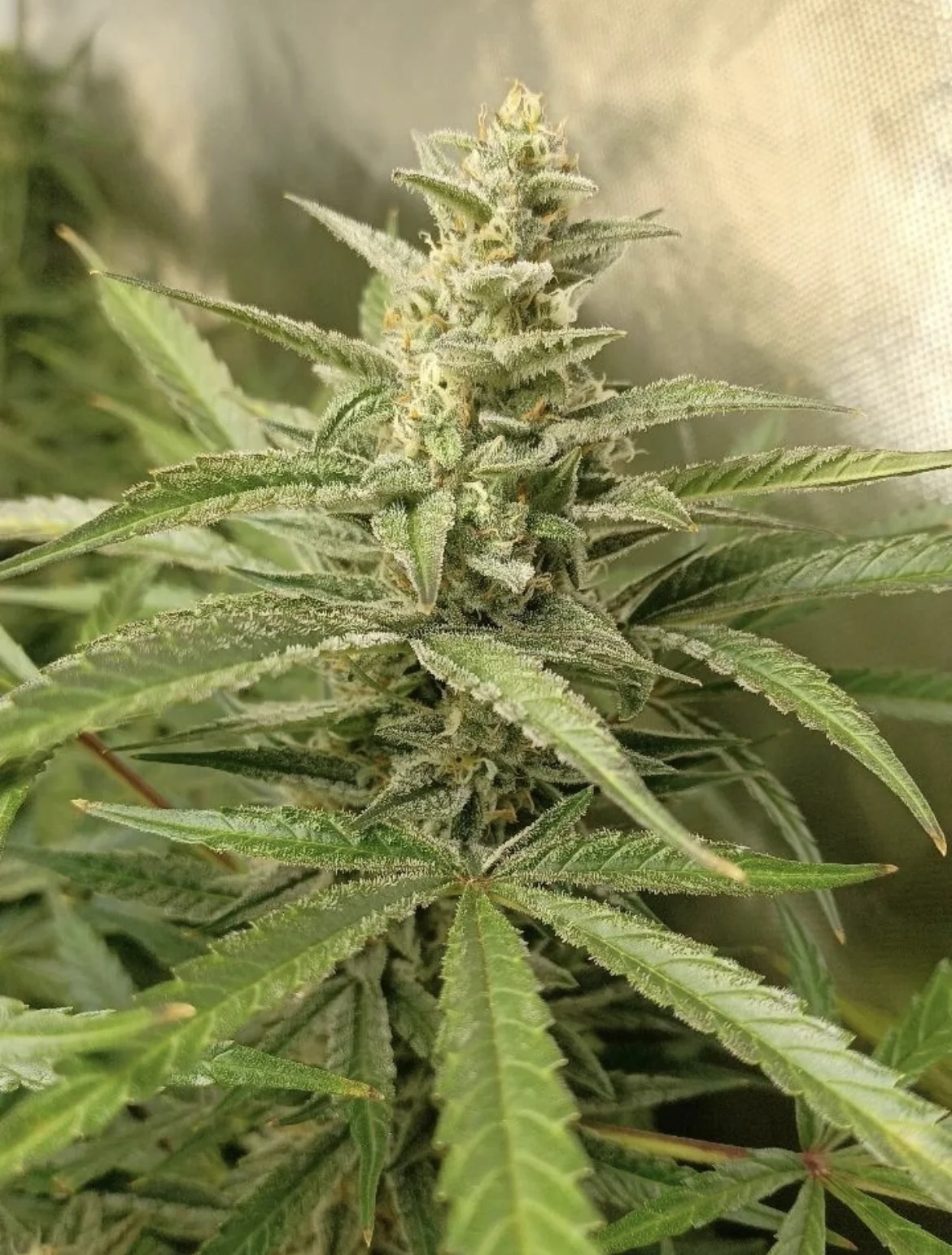 Pineapple Cheese 2