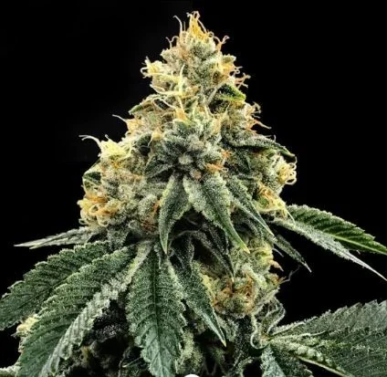 Kosher Dawg