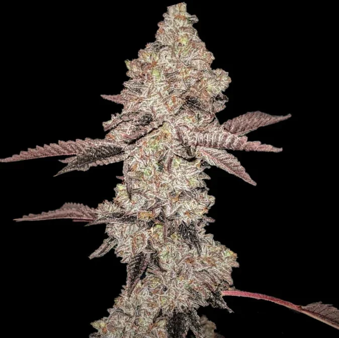 Gelato