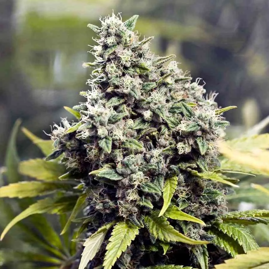 Grapefruit 2
