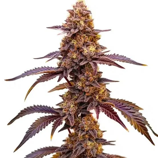 Red Skunk 2