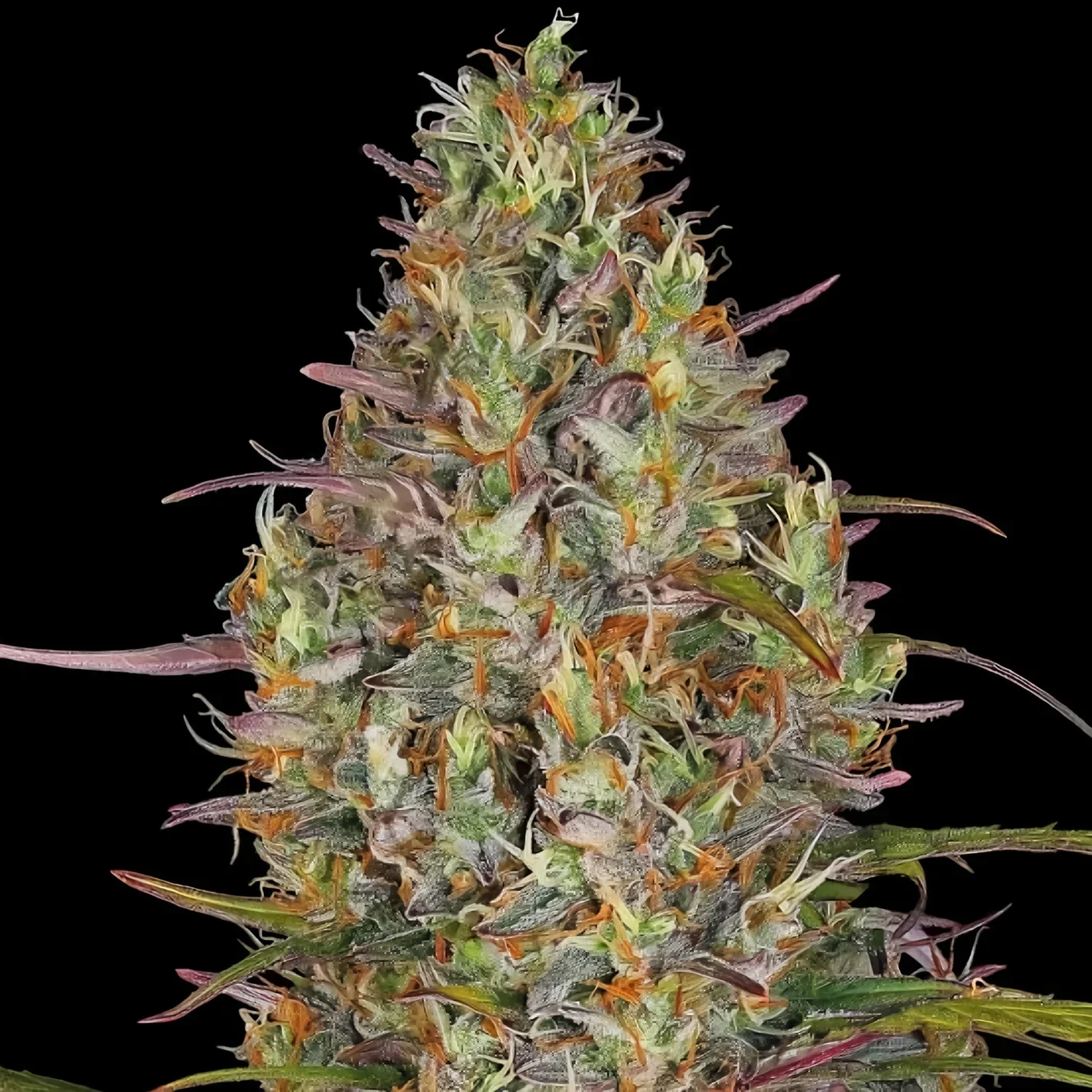 Gelato Glue 4
