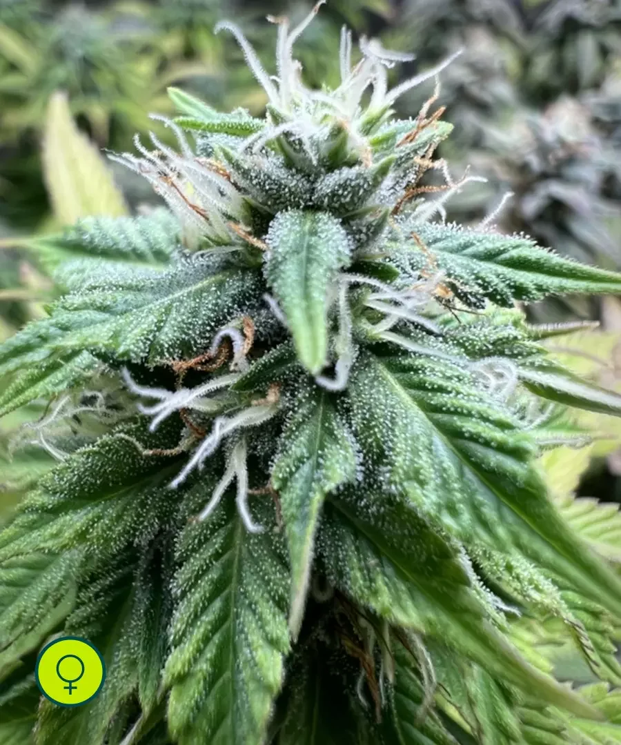 Strawberry Cookies