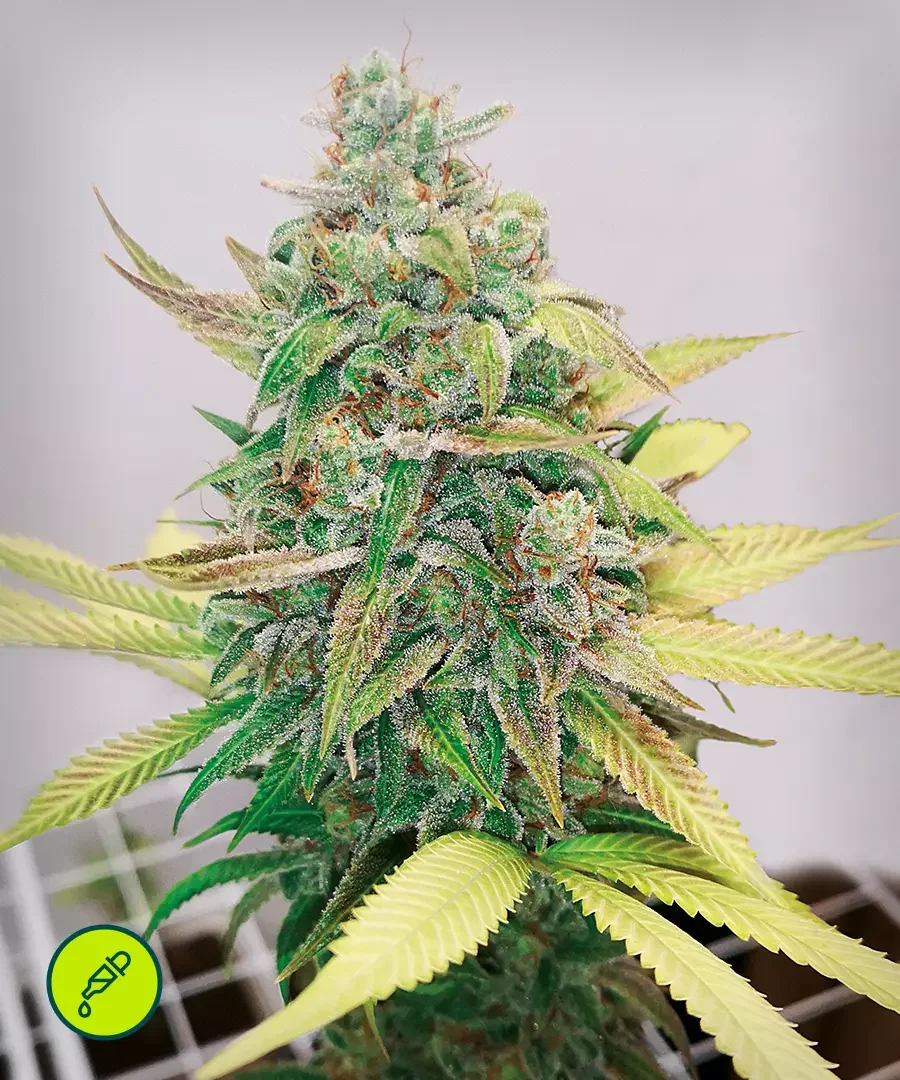 Strawberry Cbd 2