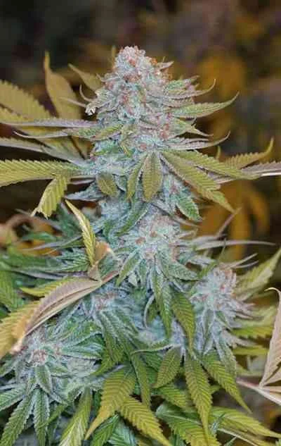Chocolate Mint Og 2 0