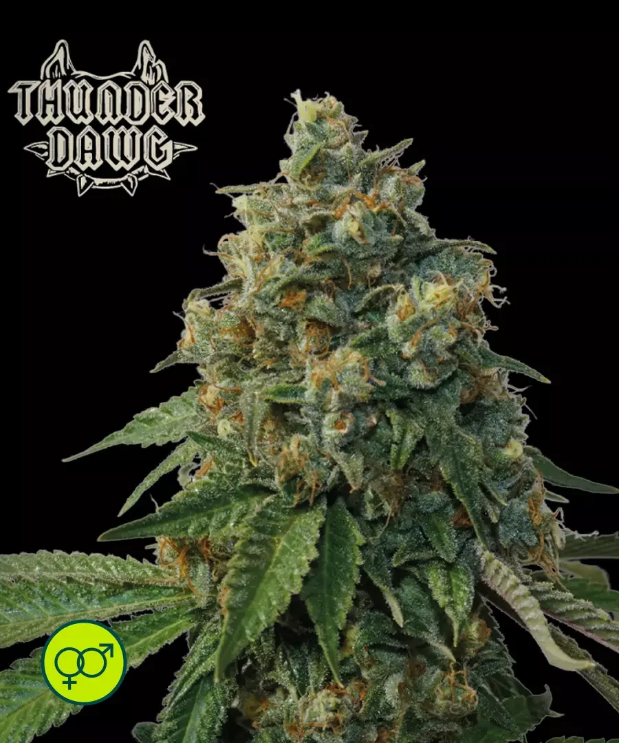 Thunder Dawg