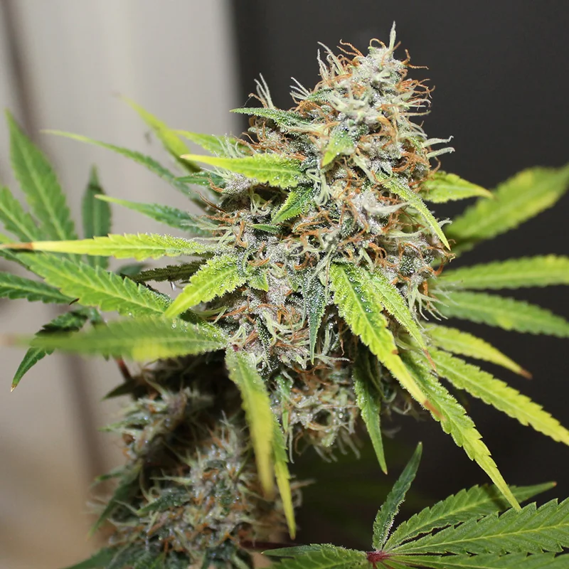 Pineapple Poison 3