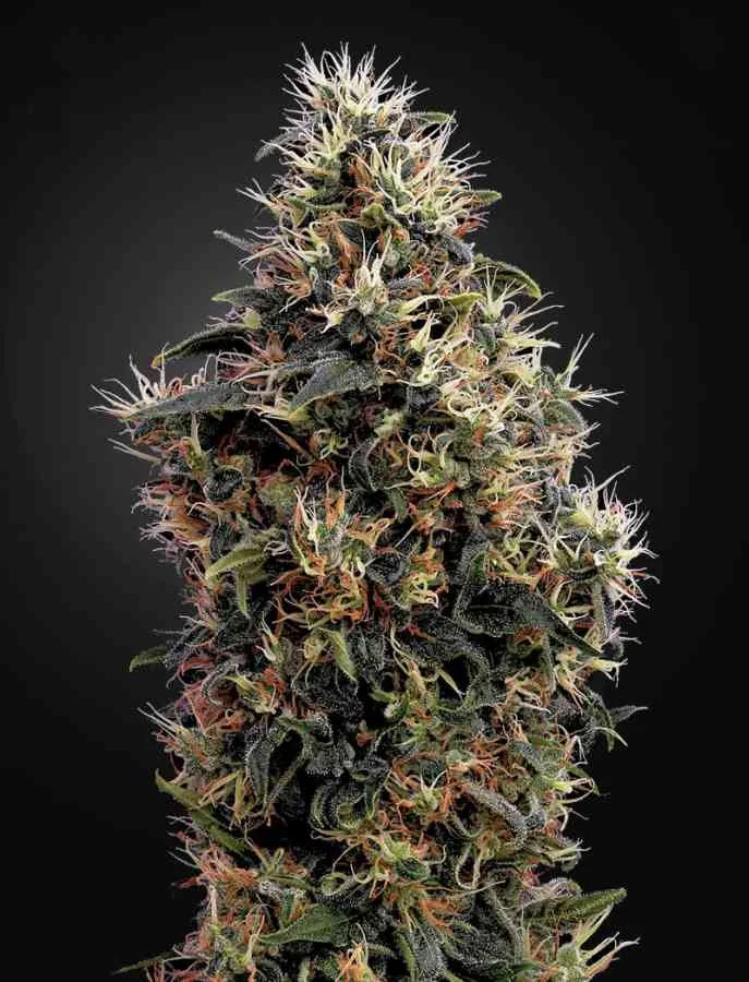 Sweet Mango 2