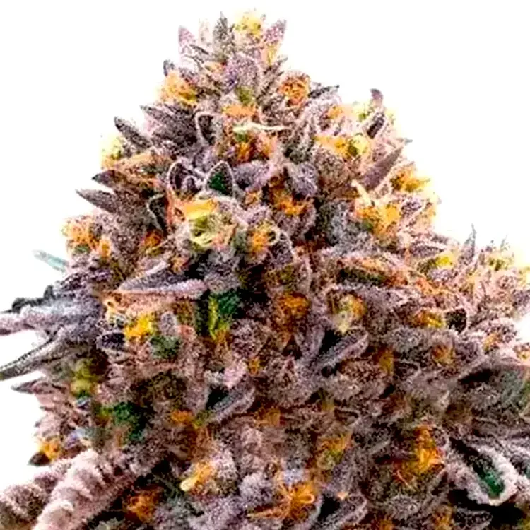 Ultra Violet Cbd