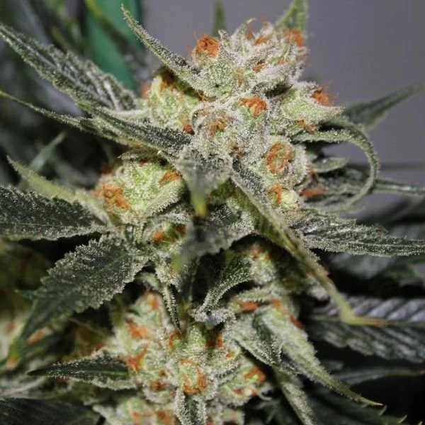 Strawberry Shortcake 3