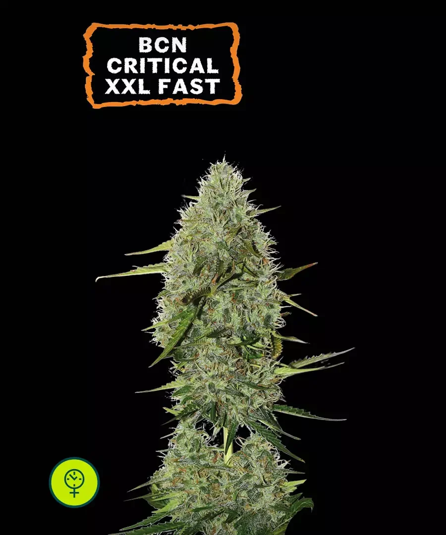 Bcn Critical Xxl 3
