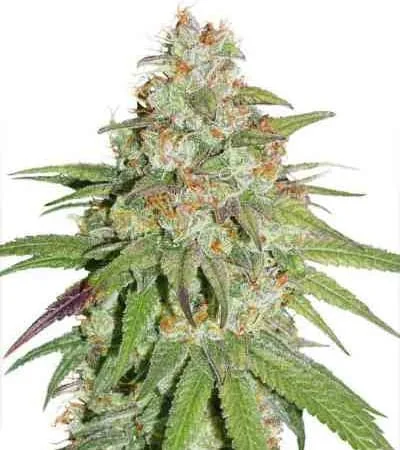 Glueberry O G