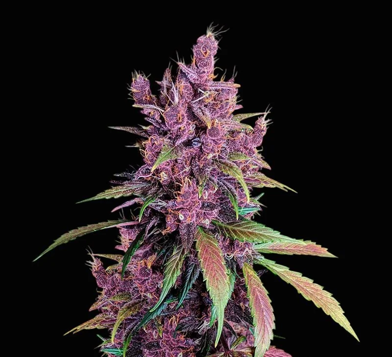 Black Cherry Punch 5