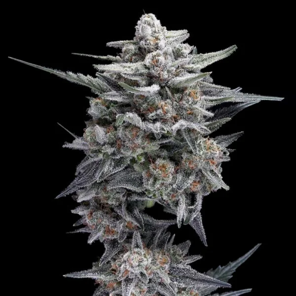 Hg23 Aka Michael Jordan