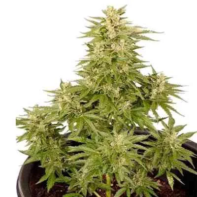 Royal Critical