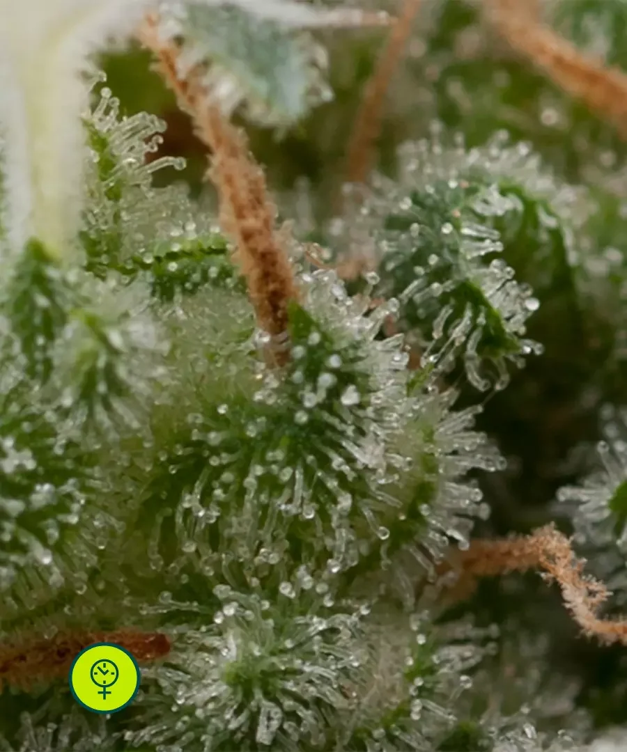 Super Hash 3